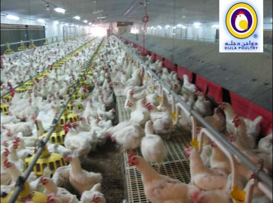 Dijla Poultry Farms 
