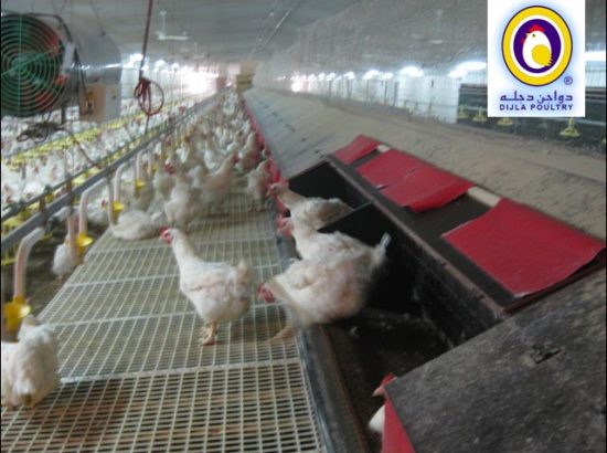 Dijla Poultry Farms 